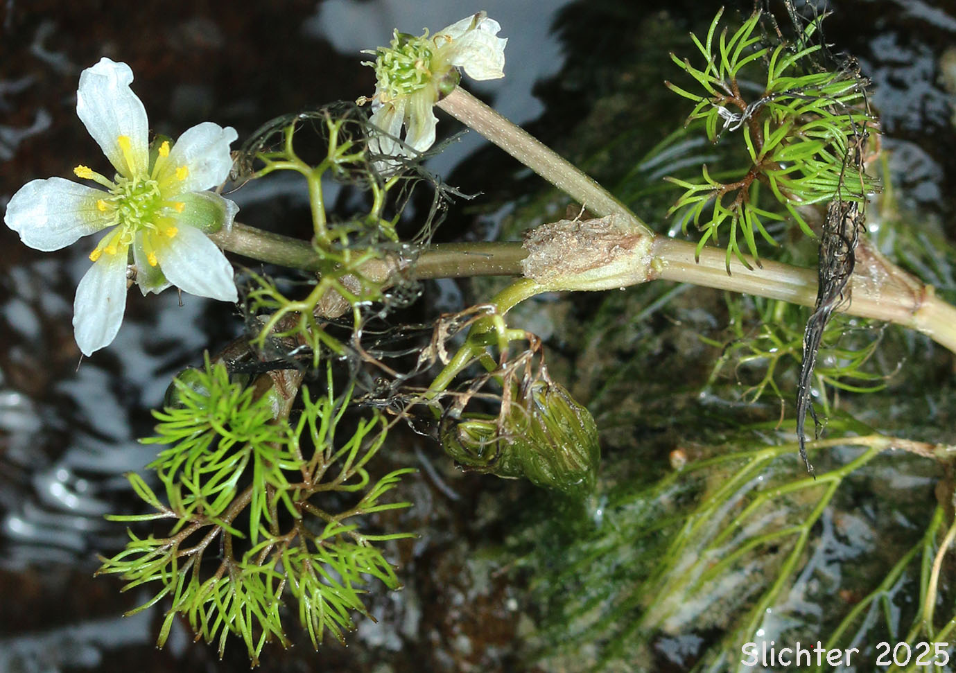 Threadleaf Crowfoot, Water Buttercup, White Water Buttercup: Ranunculus aquatilis var. diffusus (Synonyms: Ranunculus aquatilis var. capillaceus, Ranunculus aquatilis var. porteri, Ranunculus longirostris, Ranunculus subrigidus, Ranunclus trichophyllus)