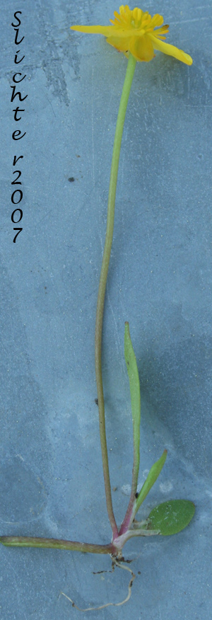 Greater Creeping Spearwort, Spearwort: Ranunculus flammula (Synonyms: Ranunculus flammula var. filiformis, Ranunculus reptans)