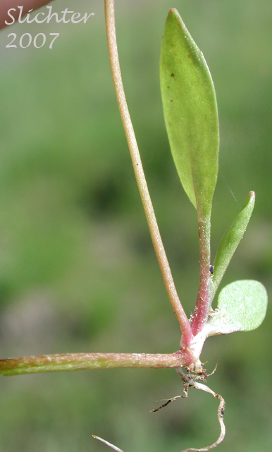 Basal leaf and creeping stem of Greater Creeping Spearwort, Spearwort: Ranunculus flammula (Synonyms: Ranunculus flammula var. filiformis, Ranunculus reptans)