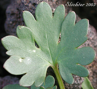Basal leaf of Arctic Buttercup, Mosest Buttercup, Ice Cold Buttercup, Timberline Buttercup, Tundra Buttercup: Ranunculus gelidus (Synonyms: Ranunculus gelidus ssp. grayi, Ranunculus grayi, Ranunculus verecundus)