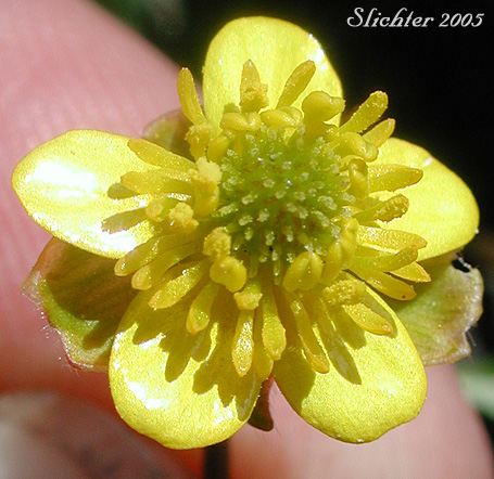 Close-up of a flower of Arctic Buttercup, Mosest Buttercup, Ice Cold Buttercup, Timberline Buttercup, Tundra Buttercup: Ranunculus gelidus (Synonyms: Ranunculus gelidus ssp. grayi, Ranunculus grayi, Ranunculus verecundus)