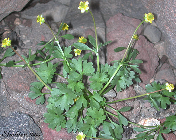 Arctic Buttercup, Mosest Buttercup, Ice Cold Buttercup, Timberline Buttercup, Tundra Buttercup: Ranunculus gelidus (Synonyms: Ranunculus gelidus ssp. grayi, Ranunculus grayi, Ranunculus verecundus)