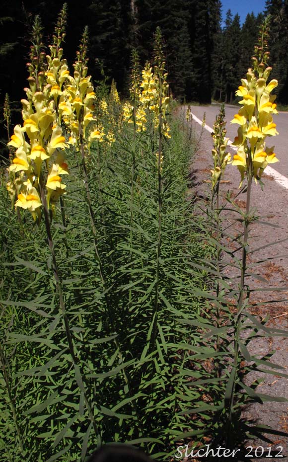 Butter And Eggs, Common Toadflax, Greater Butter-and-Eggs: Linaria vulgaris (Synonym: Linaria linaria)
