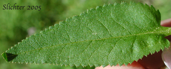 Leaf of Sickletop Lousewort, White Sickletop Lousewort: Pedicularis racemosa var. alba (Synonym: Pedicularis racemosa ssp. alba)