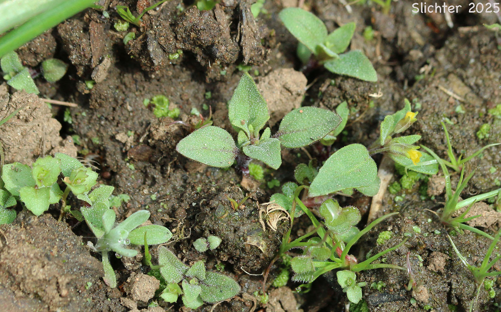 Shortflower Monkeyflower, Short-flowered Monkeyflower, Short-flowered Monkey Flower: Erythranthe breviflora (Synonyms: Mimulus breviflorus, Mimulus breviflorus ssp. breviflorus, Mimulus breviflorus ssp. robustus, Mimulus inflatulus)