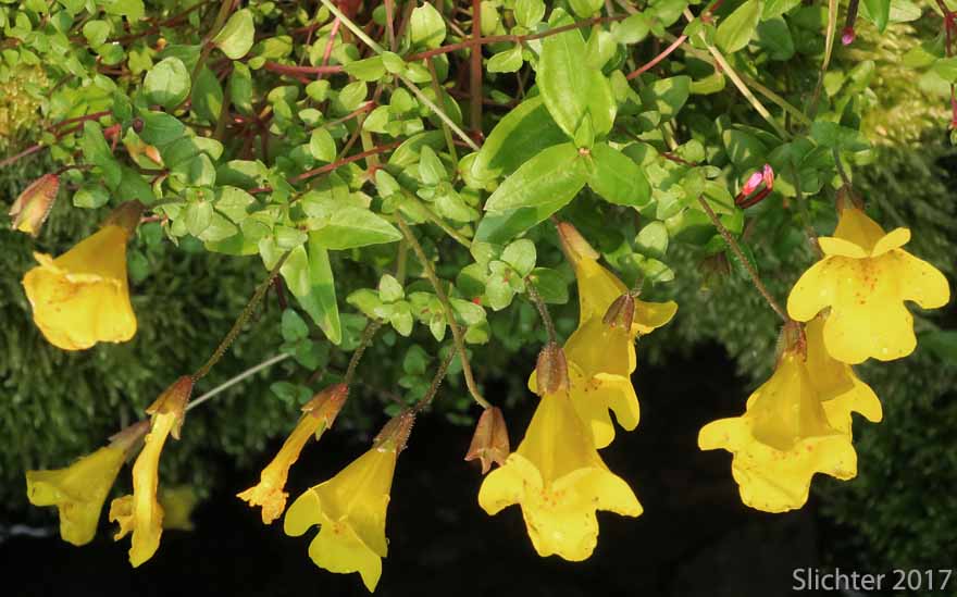 Large Mountain Monkey-flower, Subalpine Monkeyflower: Erythranthe caespitosa (Synonyms: Mimulus tilingii, Mimulus tilingii var. caespitosus)