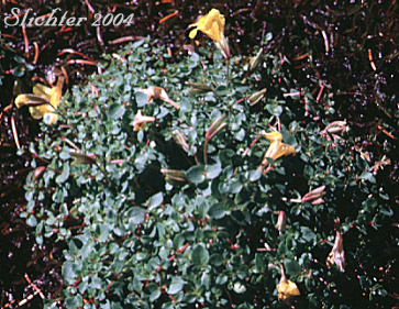 Large Mountain Monkey-flower, Subalpine Monkeyflower: Erythranthe caespitosa (Synonyms: Mimulus tilingii, Mimulus tilingii var. caespitosus)