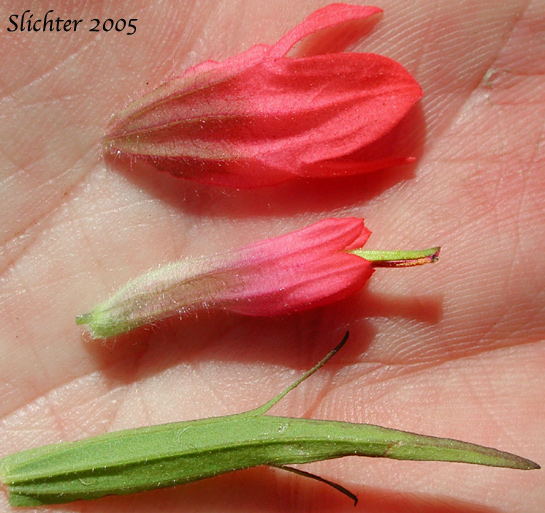 Flower parts of Magenta Paintbrush: Castilleja parviflora var. oreopola (Synonyms: Castilleja miniata var. alpina, Castilleja oreopola)