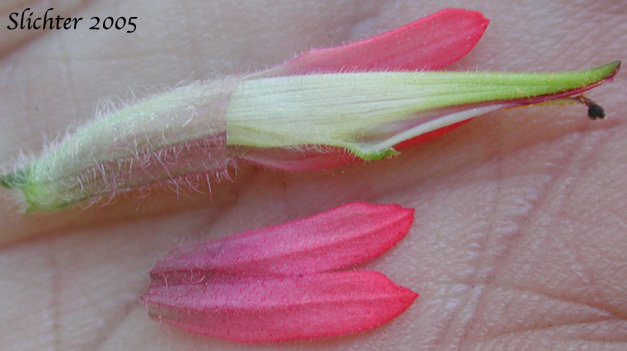 Corolla and calyx tubes of Magenta Paintbrush: Castilleja parviflora var. oreopola (Synonyms: Castilleja miniata var. alpina, Castilleja oreopola)