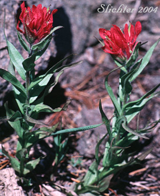 Magenta Paintbrush: Castilleja parviflora var. oreopola (Synonyms: Castilleja miniata var. alpina, Castilleja oreopola)