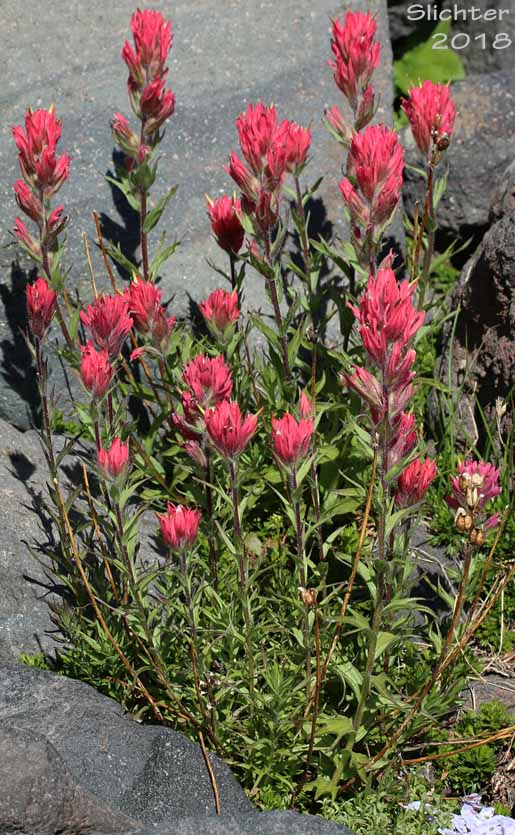 Magenta Paintbrush: Castilleja parviflora var. oreopola (Synonyms: Castilleja miniata var. alpina, Castilleja oreopola)