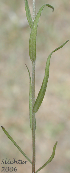 Stem of Hairy Indian Paintbrush, Hairy Paintbrush, Hairy Owlclover: Castilleja tenuis (Synonyms: Orthocarpus hispidus, Orthocarpus rarior, Orthocarpus tenuis, Triphysaria hispida)
