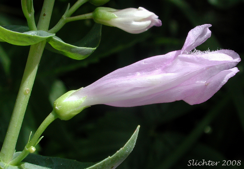 Flower of Barrett's Penstemon, Barrett's Beardtongue: Penstemon barrettiae