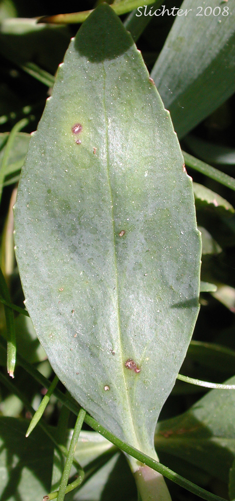 Leaf of Barrett's Penstemon, Barrett's Beardtongue: Penstemon barrettiae