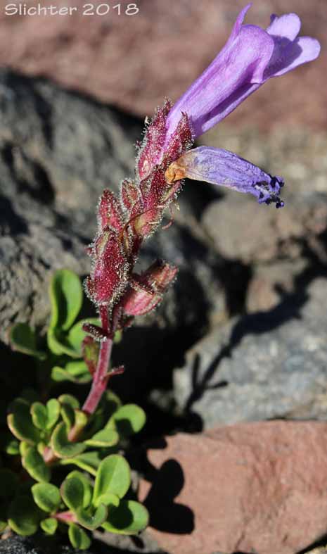 Davidson's Penstemon, Davidson's Beardtongue: Penstemon davidsonii var. davidsonii (Synonym: Penstemon menziesii ssp. davidsonnii)