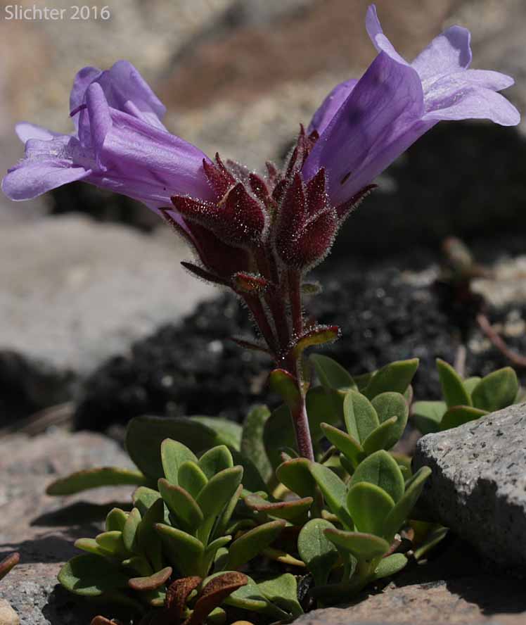 Davidson's Penstemon, Davidson's Beardtongue: Penstemon davidsonii var. davidsonii (Synonym: Penstemon menziesii ssp. davidsonnii)
