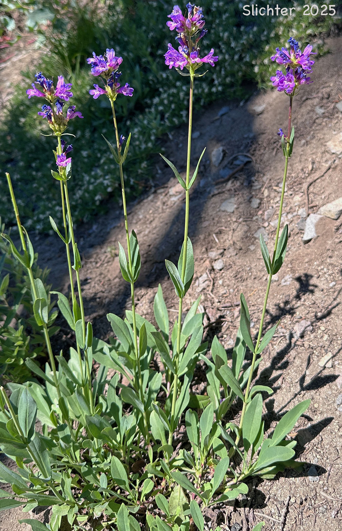 Glaucous Penstemon, Glaucous Beardtongue: Penstemon euglaucus