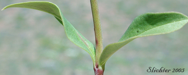 Stem leaves of Small-flowered Penstemon, Tolmie's  Penstemon: Penstemon procerus var. tolmiei (Synonym: Penstemon tolmiei)