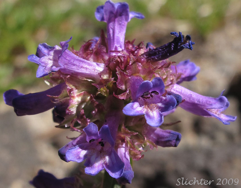 Inflorescence of Small-flowered Penstemon, Tolmie's  Penstemon: Penstemon procerus var. tolmiei (Synonym: Penstemon tolmiei)