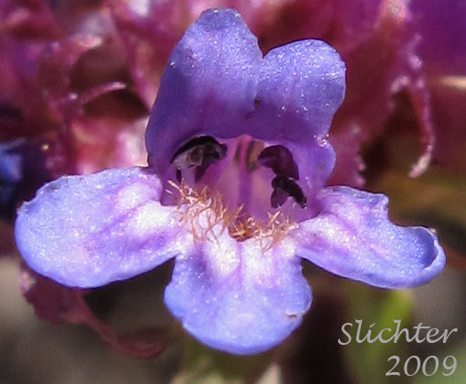 Flower of Small-flowered Penstemon, Tolmie's  Penstemon: Penstemon procerus var. tolmiei (Synonym: Penstemon tolmiei)