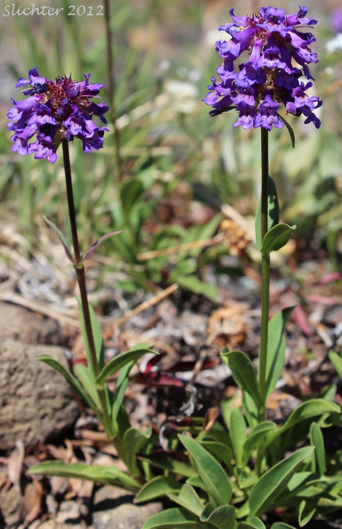 Small-flowered Penstemon, Tolmie's  Penstemon: Penstemon procerus var. tolmiei (Synonym: Penstemon tolmiei)