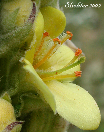 Flower of Common Mullein, Flannel Mullein, Great Mullein: Verbascum thapsus ssp. thapsus