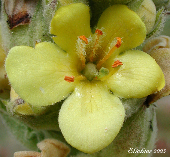 Flower of Common Mullein, Cowboy Toilet Paper, Flannel Mullein, Great Mullein: Verbascum thapsus ssp. thapsus 