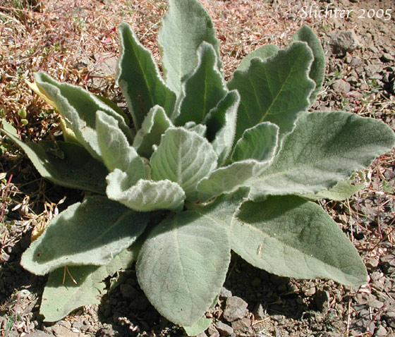 Basal leaf rosette of Common Mullein, Flannel Mullein, Great Mullein: Verbascum thapsus ssp. thapsus