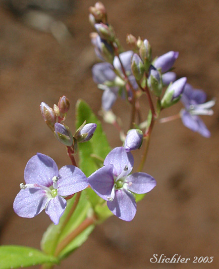 Inflorescence of American Brooklime, American-brooklime, American Speedwell: Veronica americana