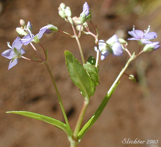 Inflorescence of American Brooklime, American-brooklime, American Speedwell: Veronica americana