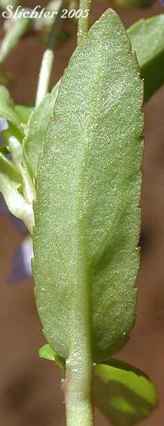 Leaf of American Brooklime, American-brooklime, American Speedwell: Veronica americana