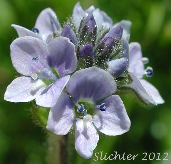 Close-up of the inflorescence of Alpine Speedwell, American Alpine Speedwell, Hairy Speedwell: Veronica wormskjoldii var. wormskjoldii (Synonyms: Veronica alpina, Veronica alpina var. alterniflora, Veronica alpina var. cascadensis, Veronica alpina var. geminiflora, Veronica alpina var. nutans, Veronica alpina var. terrae-novae, Veronica alpina var. unalaschcensis, Veronica nutans, Veronica stelleri var. glabrescens, Veronica wormskjoldii, Veronica wormskjoldii ssp. alterniflora)