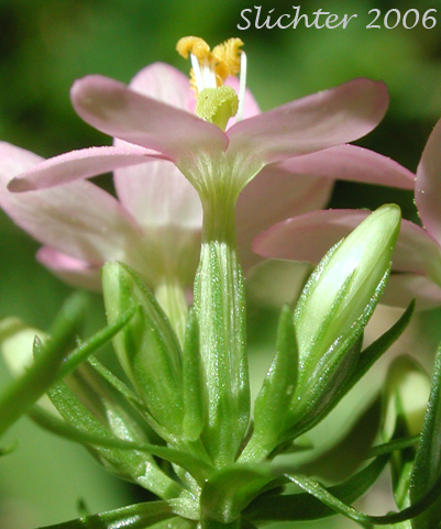 Close-up sideview of a flower of Common Centaury, European Centaury: Centaurium erythraea (Synonyms: Centaurium minus, Centaurium umbellatum, Erythraea centaurium)