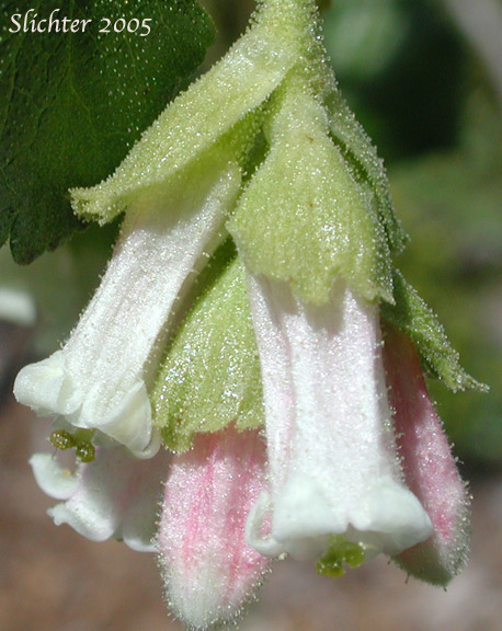 Close-up of the inflorescence of Wax Currant, Squaw Currant: Ribes cereum var. cereum (Synonyms: Ribes cereum var. inebrians, Ribes cereum var. pedicellare, Ribes inebrians, Ribes reniforme, Ribes viscidulum)