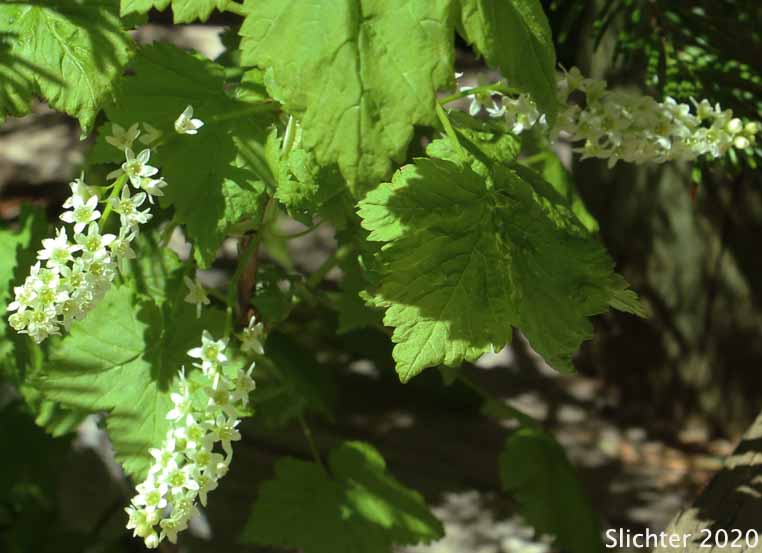 Hudson Bay Currant, Northern Black Currant, Stinking Currant, Western Black Currant, Wild Currant: Ribes hudsonianum (Synonyms: Ribes hudsonianum var. petiolare, Ribes petiolare)
