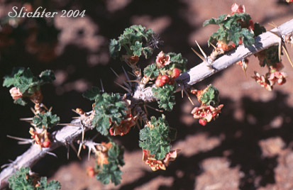 Alpine Prickly Currant, Mountain Gooseberry, Western Prickly Gooseberry: Ribes montigenum (Synonyms: Limnobotrya montigena, Ribes lacustre var. molle, Ribes lentum, Ribes nubigenum)