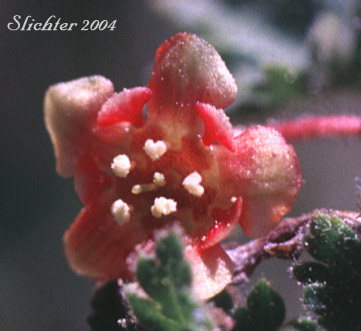 Flower of Alpine Prickly Currant, Mountain Gooseberry, Western Prickly Gooseberry: Ribes montigenum (Synonyms: Limnobotrya montigena, Ribes lacustre var. molle, Ribes lentum, Ribes nubigenum)