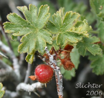 Leaves and fruit of Alpine Prickly Currant, Mountain Gooseberry, Western Prickly Gooseberry: Ribes montigenum (Synonyms: Limnobotrya montigena, Ribes lacustre var. molle, Ribes lentum, Ribes nubigenum)