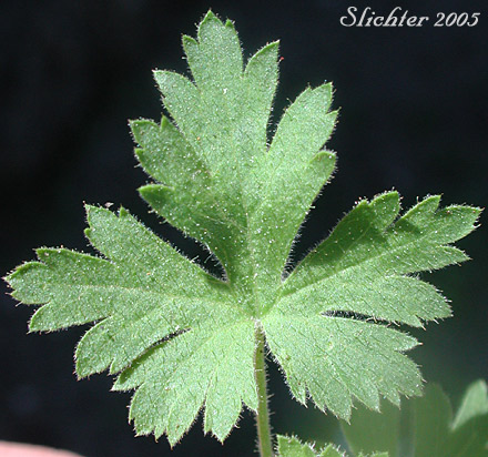 Upper leaf surface of Alpine Prickly Currant, Mountain Gooseberry, Western Prickly Gooseberry: Ribes montigenum (Synonyms: Limnobotrya montigena, Ribes lacustre var. molle, Ribes lentum, Ribes nubigenum)