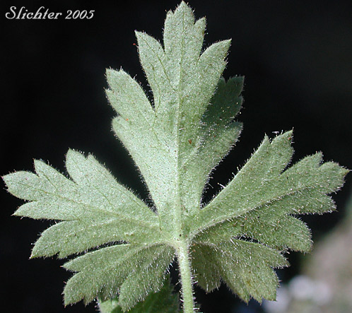 Lower leaf surface of Alpine Prickly Currant, Mountain Gooseberry, Western Prickly Gooseberry: Ribes montigenum (Synonyms: Limnobotrya montigena, Ribes lacustre var. molle, Ribes lentum, Ribes nubigenum)