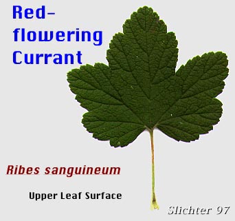 Upper leaf surface of Redflowering Currant, Red-flowering Currant: Ribes sanguineum var. sanguineum (Synonyms: Ribes sanguineum var. deductum, Ribes sanguineum var. melanocarpum)
