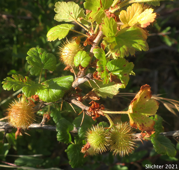 Spiny fruits of Mount Adams Gooseberry, Spiny Gooseberry, Spring Gooseberry, Watson Gooseberry, Watson's Gooseberry: Ribes watsonianum (Synonym: Grossularia watsoniana)