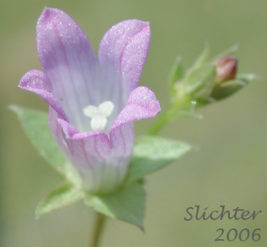 Flower of Heterocodon, Western Pearlflower: Heterocodon rariflorum (Synonym: Specularia rariflorum)