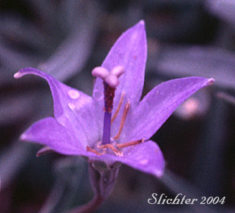 Flower of Rough Bellflower, Rough Harebell: Campanula scabrella