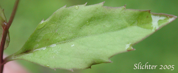 Stem leaf of Scouler's Harebell, Scouler's Campanula, Pale Bellflower: Campanula scouleri