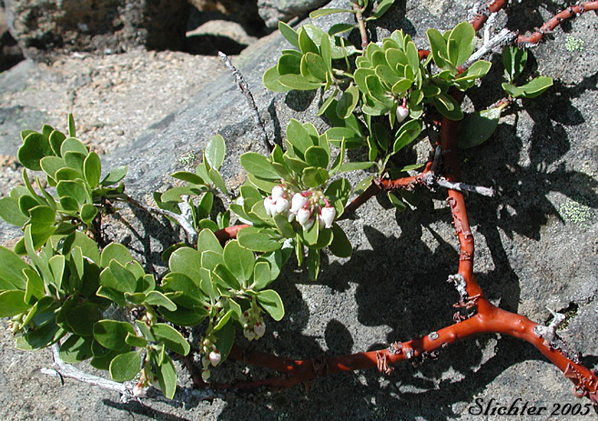 Pinemat Manzanita, Snowmat Manzanita: Arctostaphylos nevadensis (Synonyms: Arctostaphylos nevadensis ssp. nevadensis, Arctostaphylos pungens ssp. nevadensis)