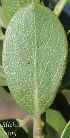 Leaf of Pinemat Manzanita, Snowmat Manzanita: Arctostaphylos nevadensis (Synonyms: Arctostaphylos nevadensis ssp. nevadensis, Arctostaphylos pungens ssp. nevadensis)