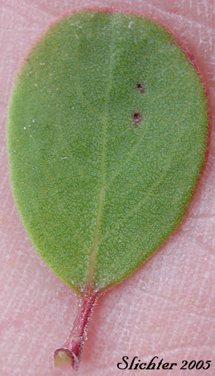 Leaf of Kinnikinnick, Bearberry, Red Bearberry: Arctostaphylos uva-ursi (Synonyms: Arbutus uva-ursi, Arctostaphylos adenotricha, Arctostaphylos uva-ursi ssp. adenotricha, Arctostaphylos uva-ursi ssp. coactilis, Arctostaphylos uva-ursi ssp. longipilosa, Arctostaphylos uva-ursi ssp. monoensis, Arctostaphylos uva-ursi ssp. stipitata, Arctostaphylos uva-ursi var. adenotricha, Arctostaphylos uva-ursi var. coactilis, Arctostaphylos uva-ursi var. leobreweri, Arctostaphylos uva-ursi var. marinensis, Arctostaphylos uva-ursi var. pacifica, Arctostaphylos uva-ursi var. stipitata, Arctostaphylos uva-ursi var. suborbiculata, Arctostaphylos uva-ursi var. uva-ursi, Uva-ursi uva-ursi)