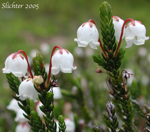 Flowers and upper stem leaves of White Mountain Heather. Western Moss Heather, Mertens' Mountain Heather: Cassiope mertensiana var. mertensiana (Synonyms: Andromeda cupressina, Andromeda mertensiana)