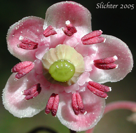 Close-up view of the flower of Common Prince's-pine, Prince's Pine, Pipsissewa: Chimaphilla umbellata var. occidentalis (Synonyms: Chimaphila occidentalis, Chimaphila umbellata ssp. occidentalis, Chimaphila umbellata ssp. umbellata)